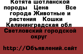 Котята шотланской породы › Цена ­ 40 - Все города Животные и растения » Кошки   . Калининградская обл.,Светловский городской округ 